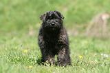 BOUVIER DES FLANDRES 354